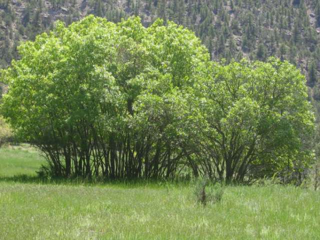 Oak Grove at valley bottom